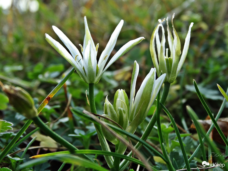 Ernyős sárma-kígyóvirág vagy ernyős madártej-(Ornithogalum umbellatum)