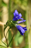 Kornistárnics-más néven tüdőtárnics-(Gentiana pneumonanthe)