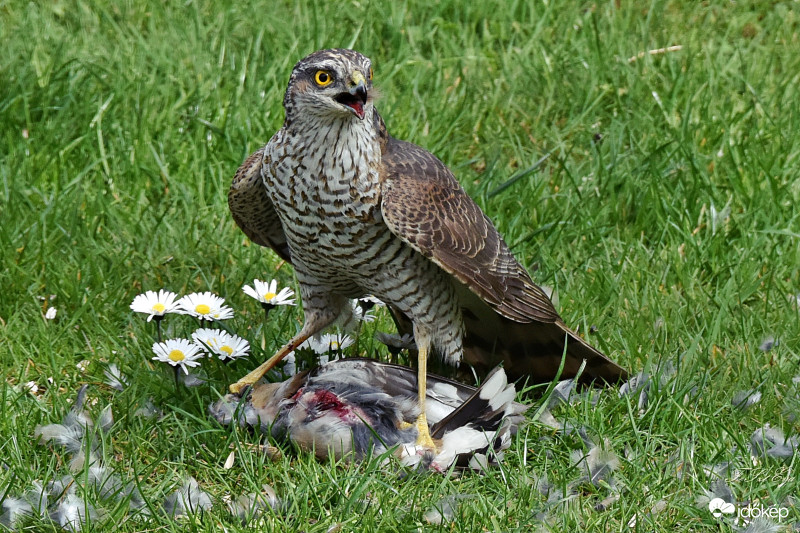 Karvaly (Accipiter nisus)