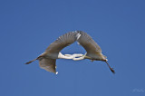 Nagy kócsag-(Ardea alba)