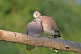 Vadgerle (Streptopelia turtur)-lék