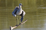 Szürke gém (Ardea cinerea)+harcsa