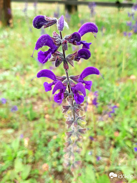 Lila mezei zsálya