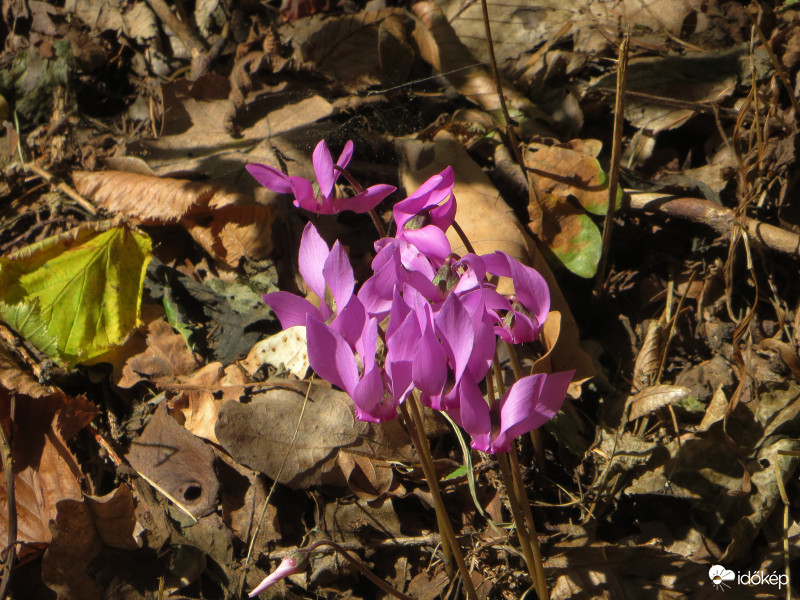 Erdei ciklámen
