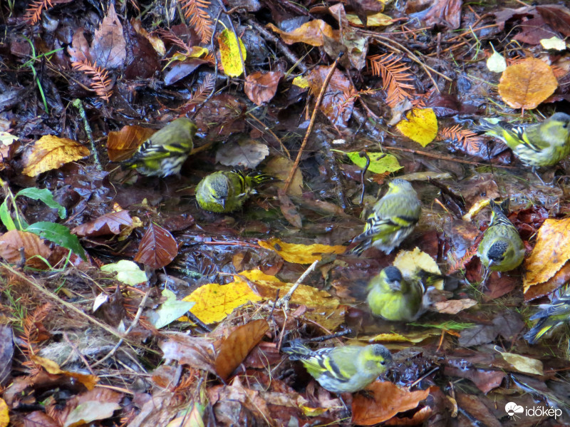 Megérkeztek a csízek 
