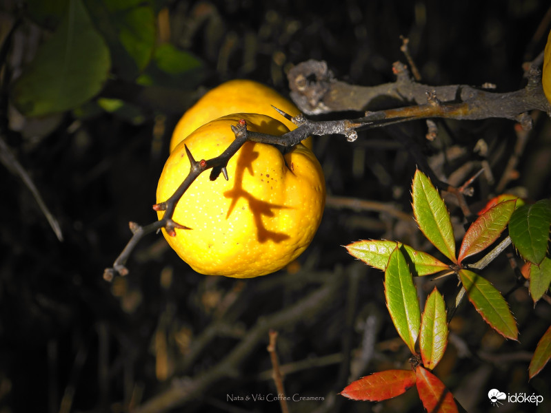 Megérett a japánbirs
