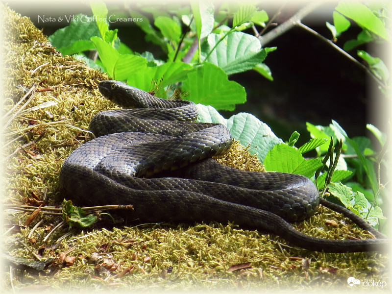 Kockás sikló napozik 