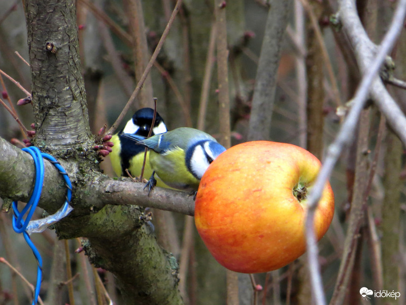A kéknek mennie kellett