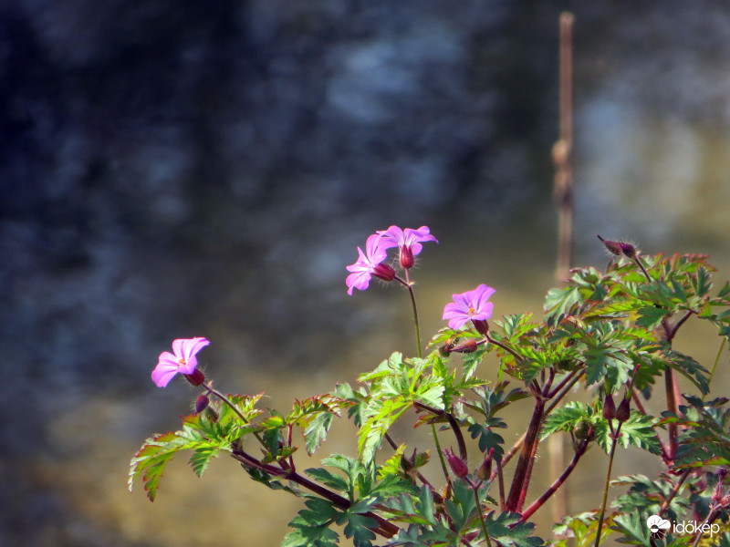 Nehézszagú gólyaorr