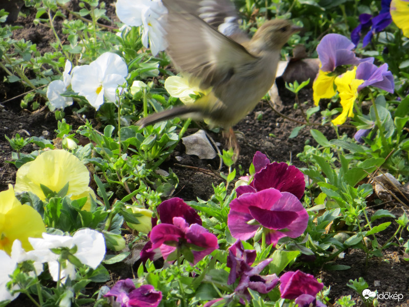 Ott repül a kismadár :) 