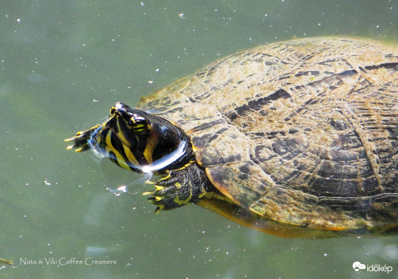  Vörösfülű ékszerteknős