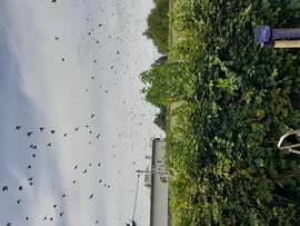 Balaton Szabadisóstó
