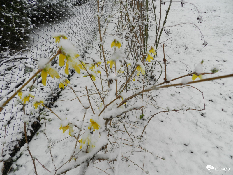 Nem birják a hó súlyát.