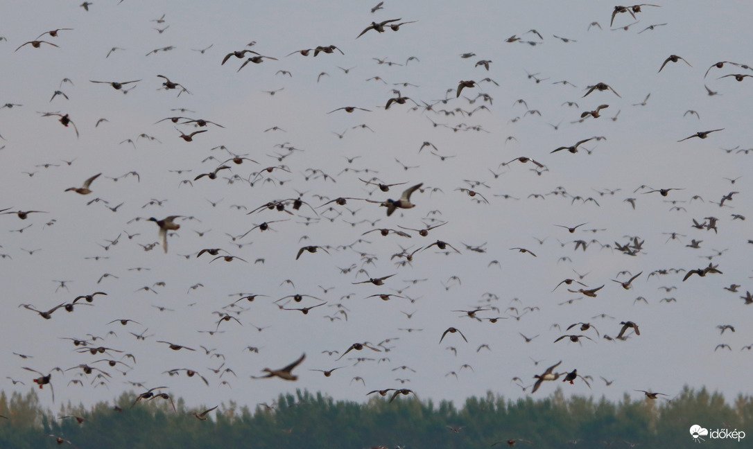 Balmazújváros határában