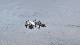 Családi kupaktanács