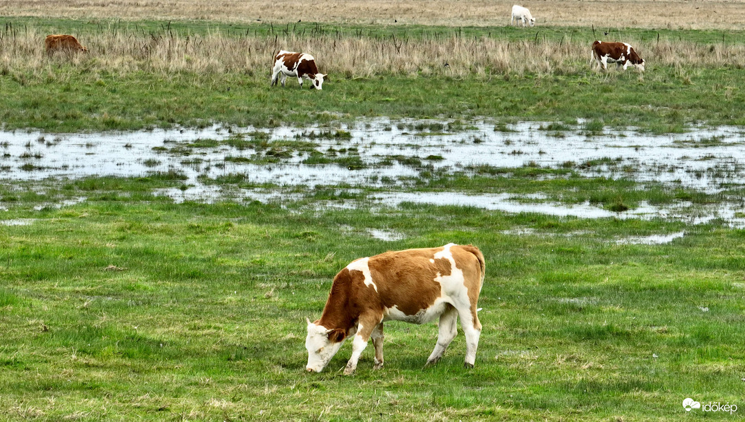 Hortobágyi legelő