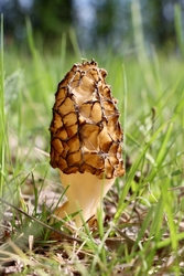 Nyúlánk kucsmagomba