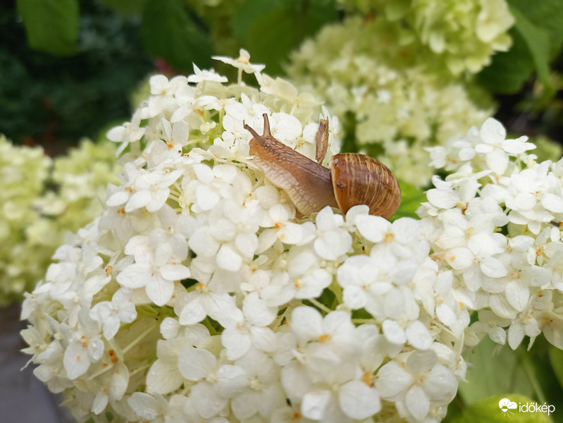 Csigusz, habok közt