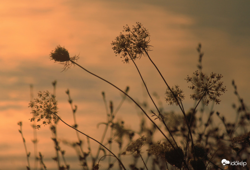 A lemenő nap fényében...