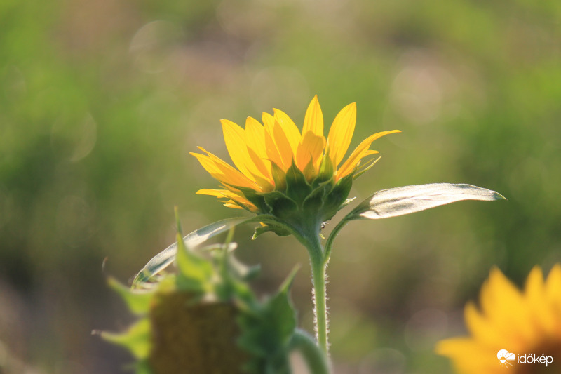 Utolsók, a lemenő napot nézve...