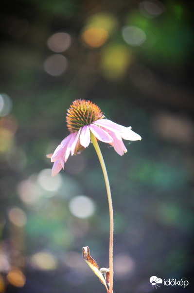Kasvirág, a gyógyító