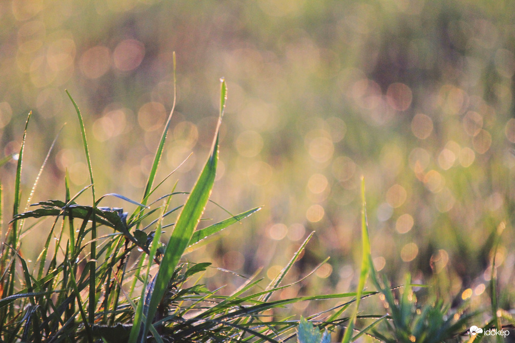 Harmatos őszi reggel