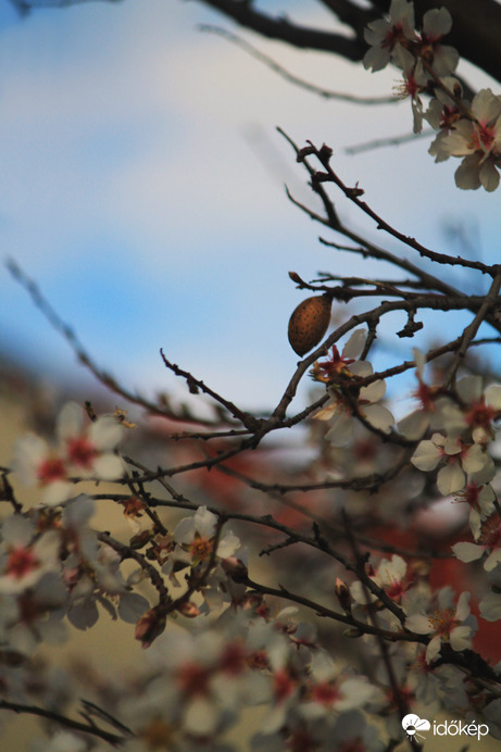 A tavasz szép ígérete