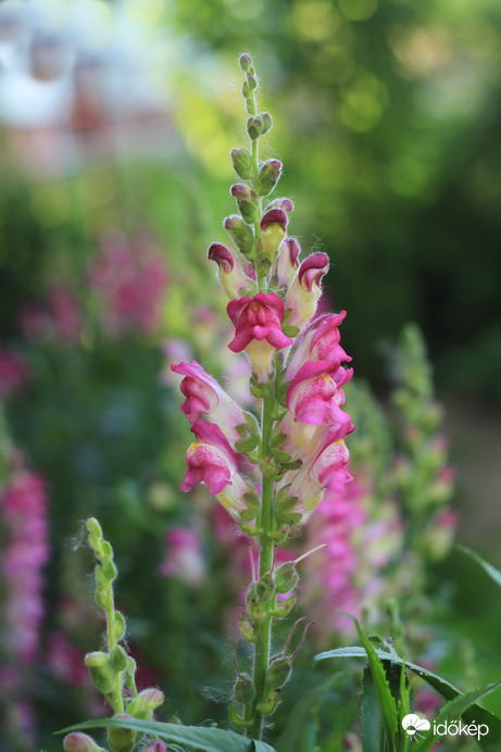 Nyárba fordulunk...