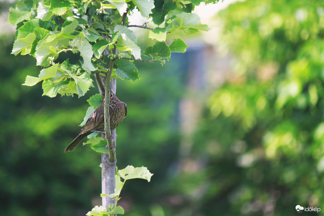 "Elbújtam, engem ne fotózz!"