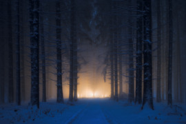 Erdei út a fénybe...