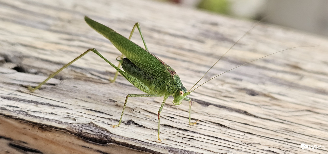 Pontozott repülőszöcske