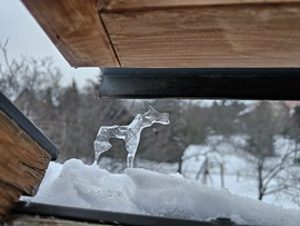 Magyar rénszarvas kukucskált be az ablakomon