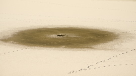 Jégpókok, tavi csillagok 4