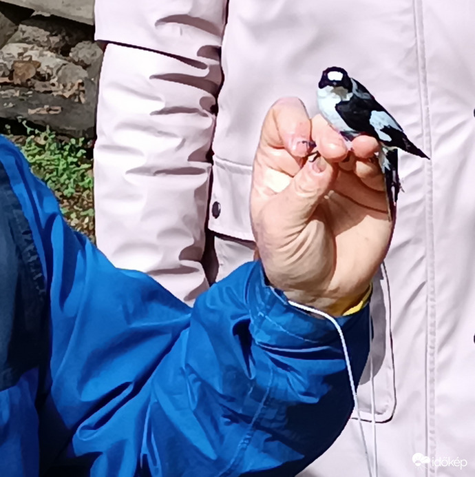 Örvös légykapó (nem bántják,csak gyűrűzik)