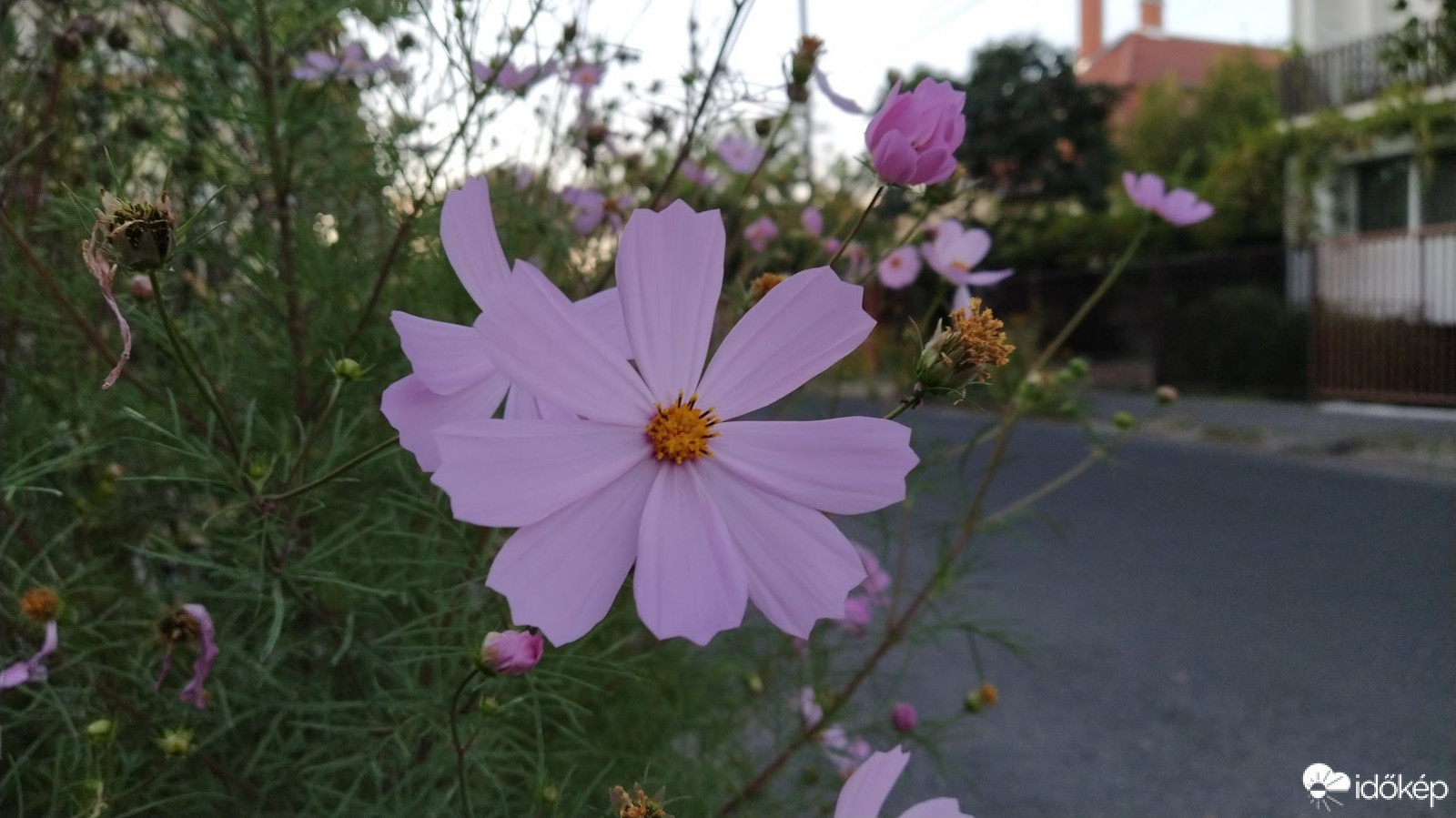 Kerti pillangóvirág