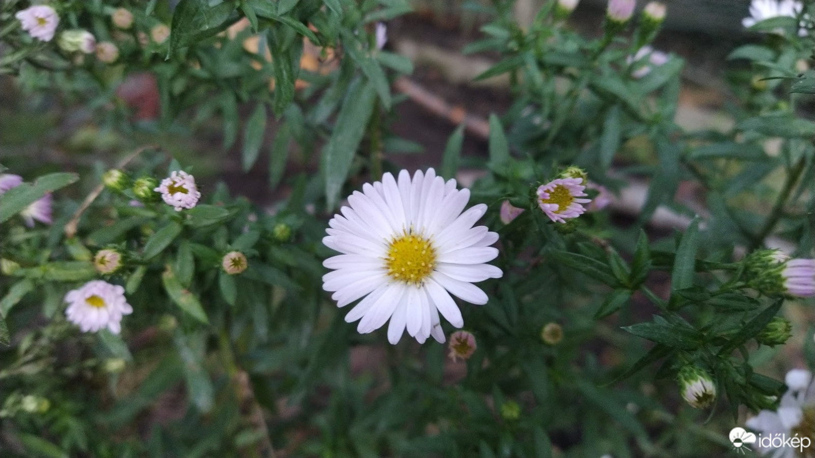 Évelő őszirózsa fehér változata