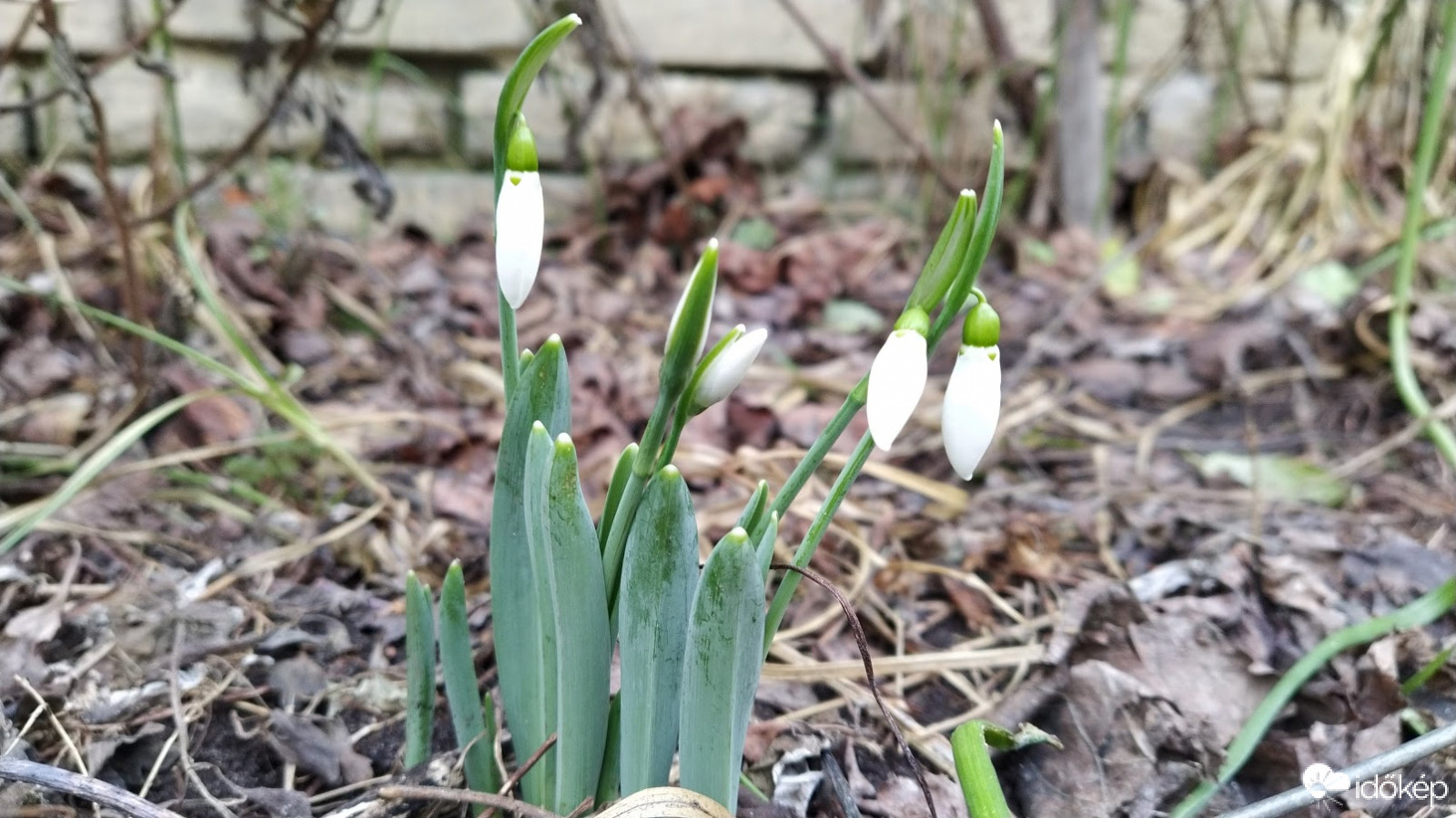 Nyílik a hóvirág.