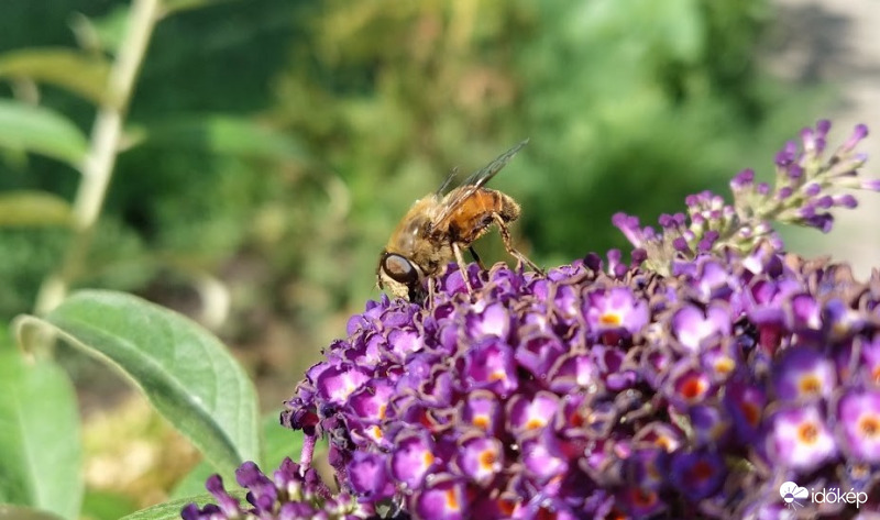 Nyáriorgonán szorgoskodó :)