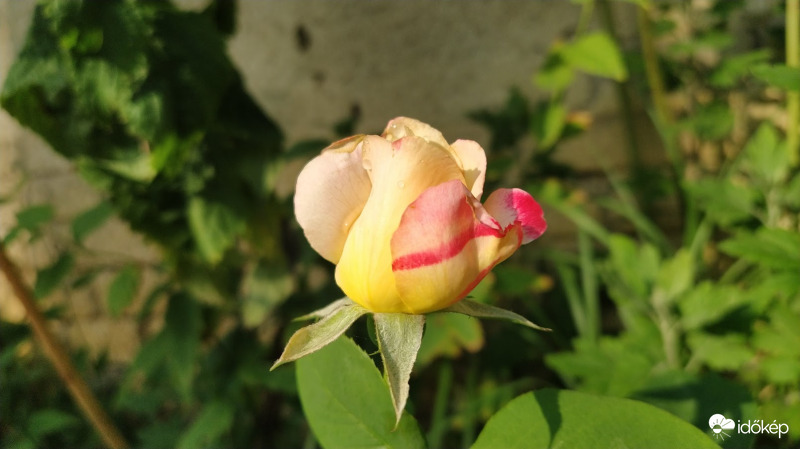 Reggeli zápor után