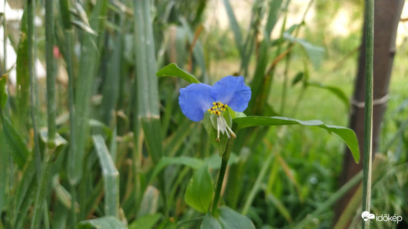 Azúrkék kommelína