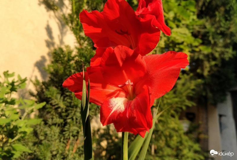 Kardvirág piros változata