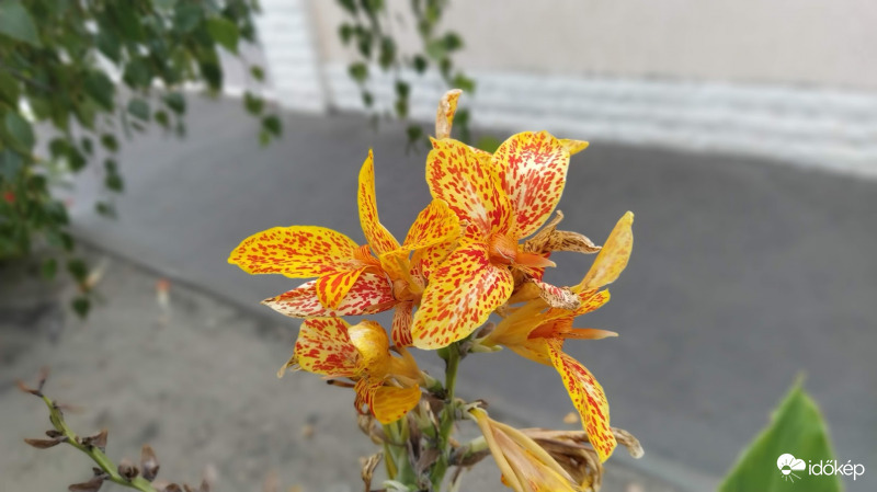 Kána (Canna x generalis)