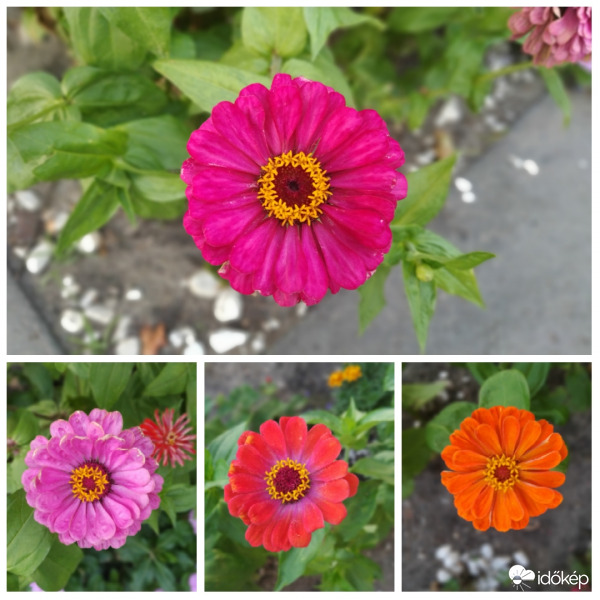 Rézvirág színkavalkád