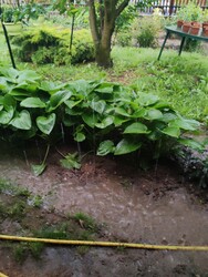 Kistótfalu