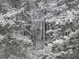 Sűrű erdő rejtekén