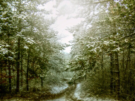 Dudles erdő - Sopronban