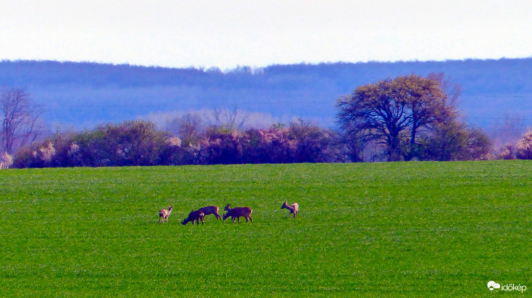 Észlelési fényképek
