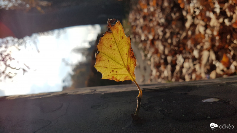 Balatonboglári platánsor törzsfőnök falevele.