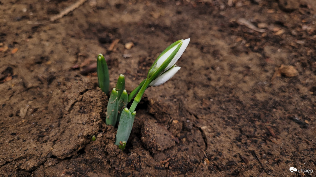 Keménydió ez a föld
