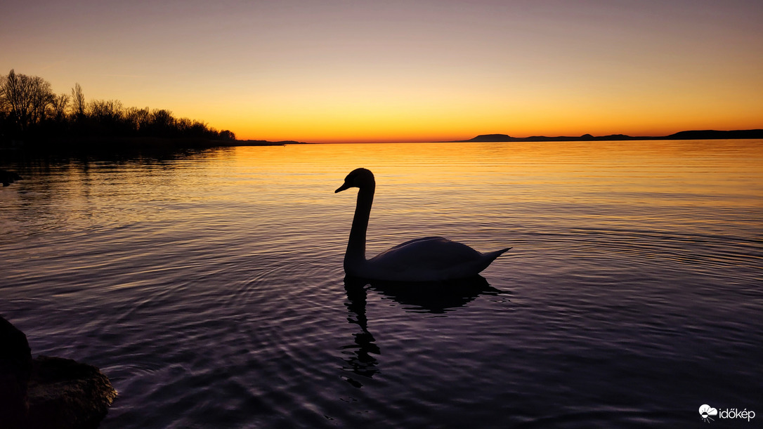 1 tyúk vagyok, mondta a hattyú
